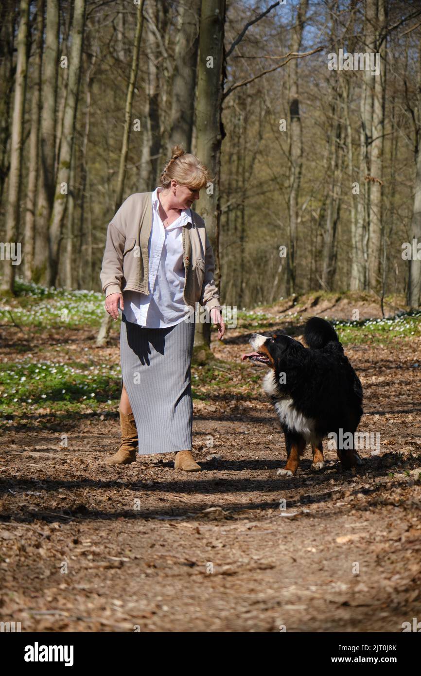 gros chien de montagne bernois en colère attaque et morsure la femme Banque D'Images