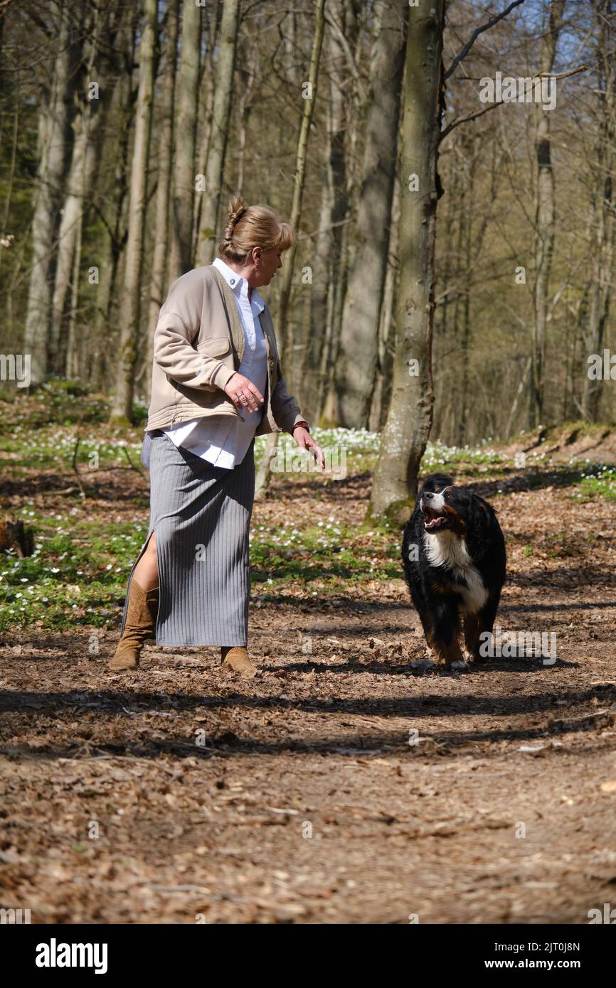 gros chien de montagne bernois en colère attaque et morsure la femme Banque D'Images