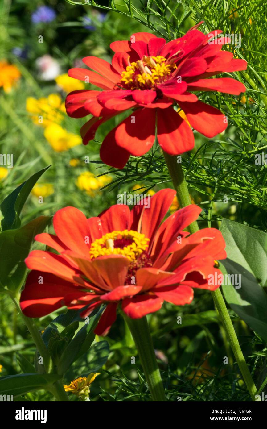 Zinnia elegans rouge fleurs, têtes de fleurs Banque D'Images