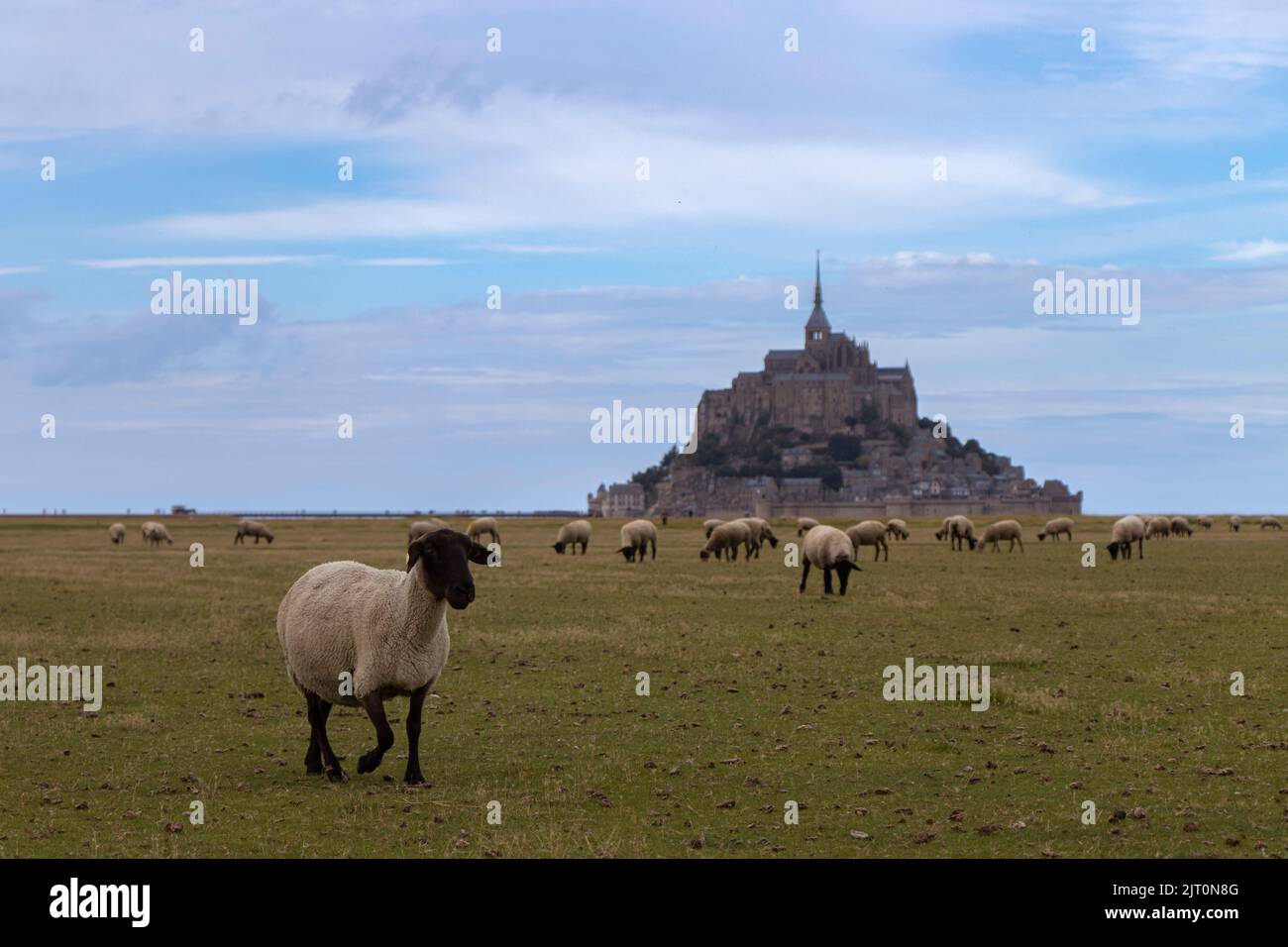 Mouton devant le mont saint michel Banque de photographies et d’images ...
