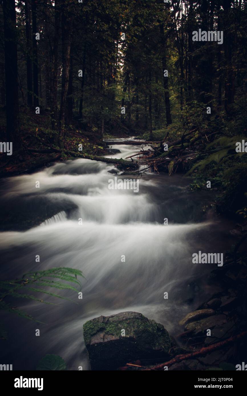 Atmosphère mystique de rivière coulant et forêt d'épinette sombre. Scène d'horreur dans les montagnes de Beskydy, République tchèque, Europe. Banque D'Images