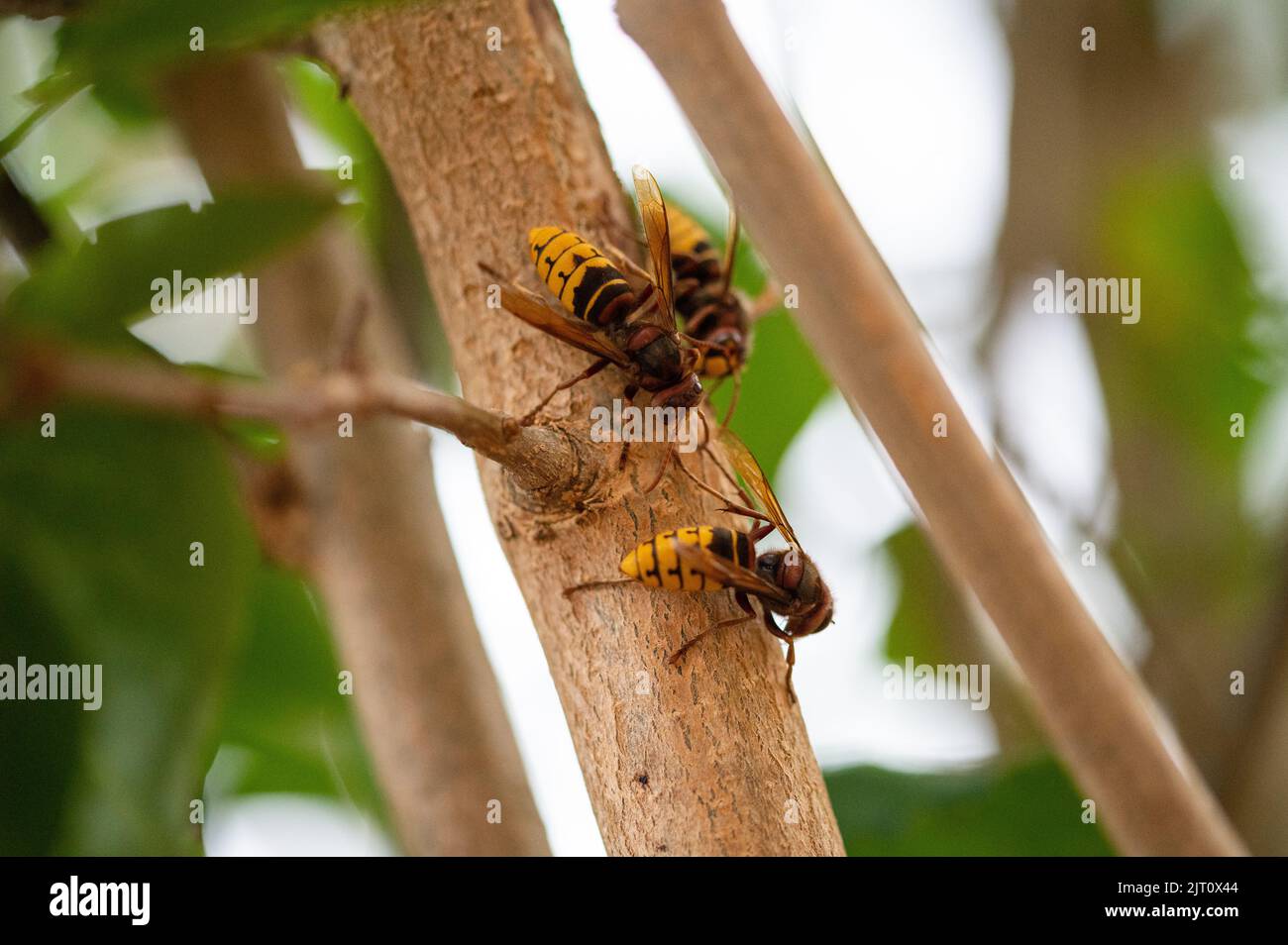 Hornets européens mangeant et nourrissant l'écorce et la sève de la branche du lilas Banque D'Images