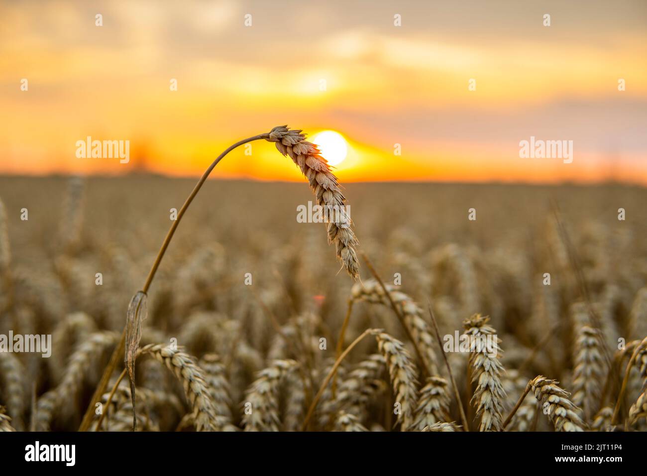 Champ de blé doré au coucher du soleil. Paysages de la campagne. Agriculture. Banque D'Images