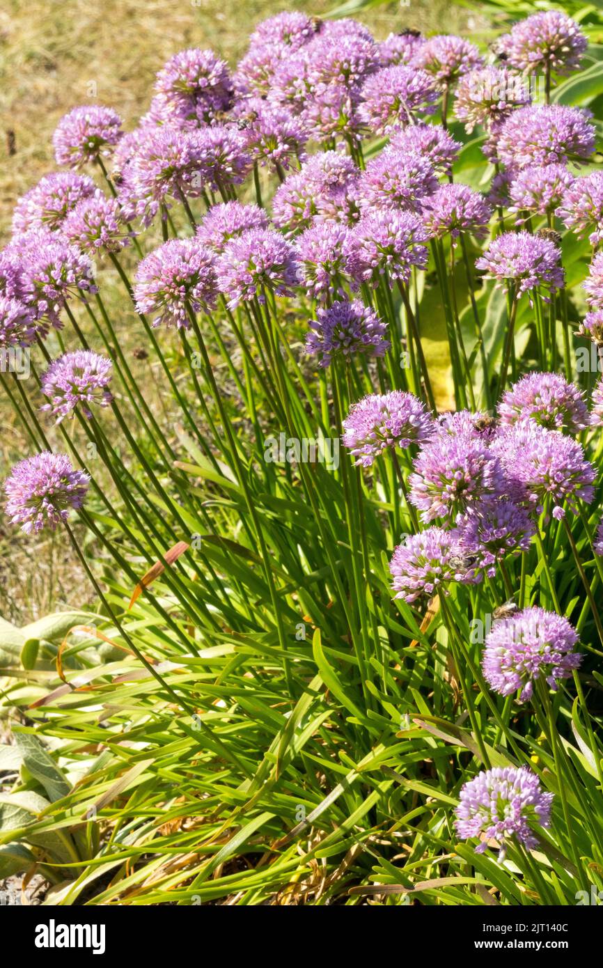 Allium senescens, fleurs, jardin, Alliums, ciboulette bouclée, ail de montagne, oignon ornemental, jardin de ciboulettes en fleurs roses Banque D'Images