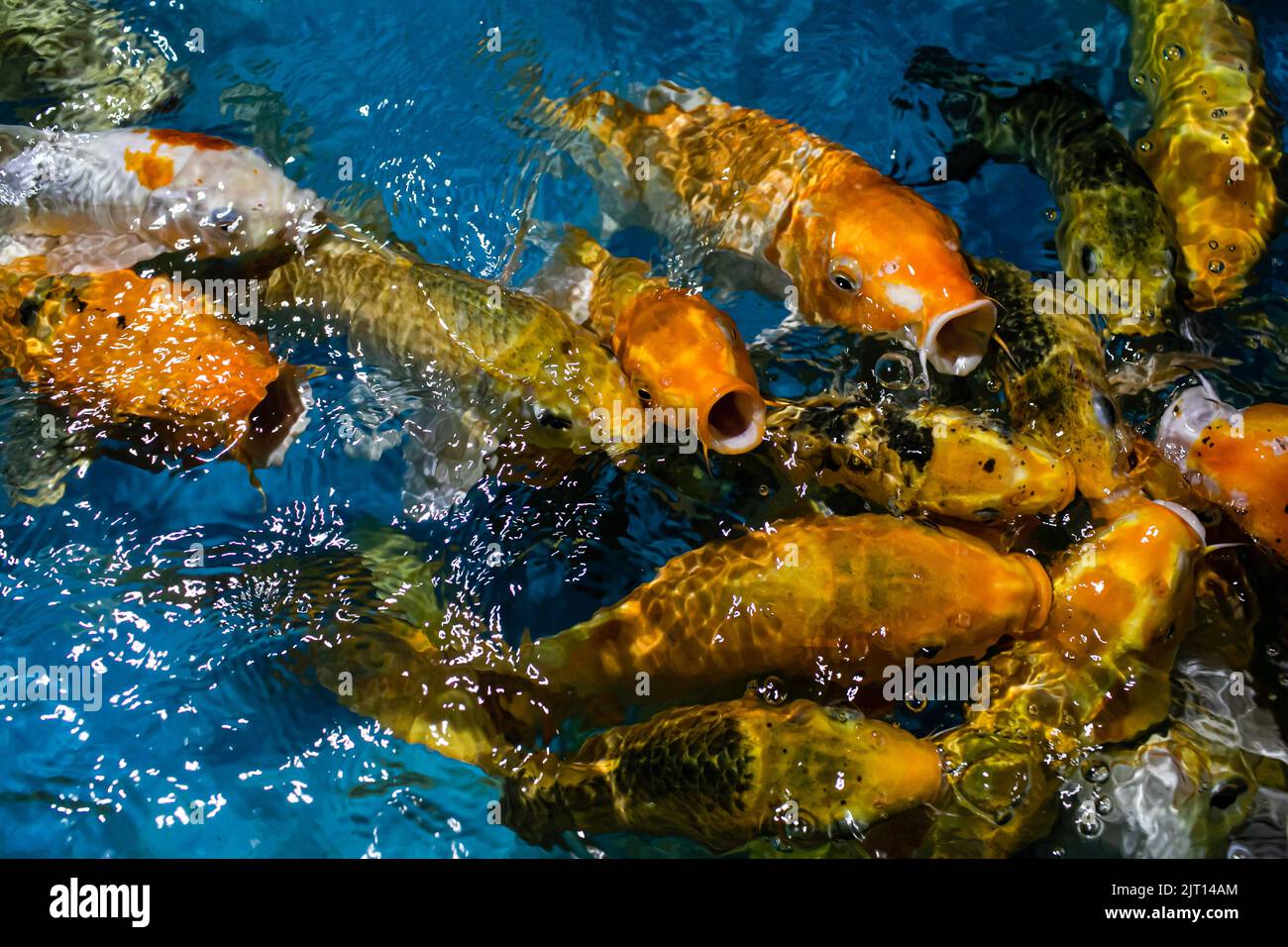 Dhaka, Bangladesh. 22nd août 2022. Poissons vus dans un aquarium au Radiant Fish World à Cox's Bazar, au Bangladesh. Radiant Fish World le Bangladesh a offert l'occasion de visiter le premier aquarium de poissons standard international. Radiant Fish World est un aquarium et une salle d'exposition de poissons situés à Cox's Bazar. Le complexe de l'aquarium compte environ 100 types de poissons d'océan et d'eau douce. (Image de crédit : © Sazzad Hossain/SOPA Images via ZUMA Press Wire) Banque D'Images