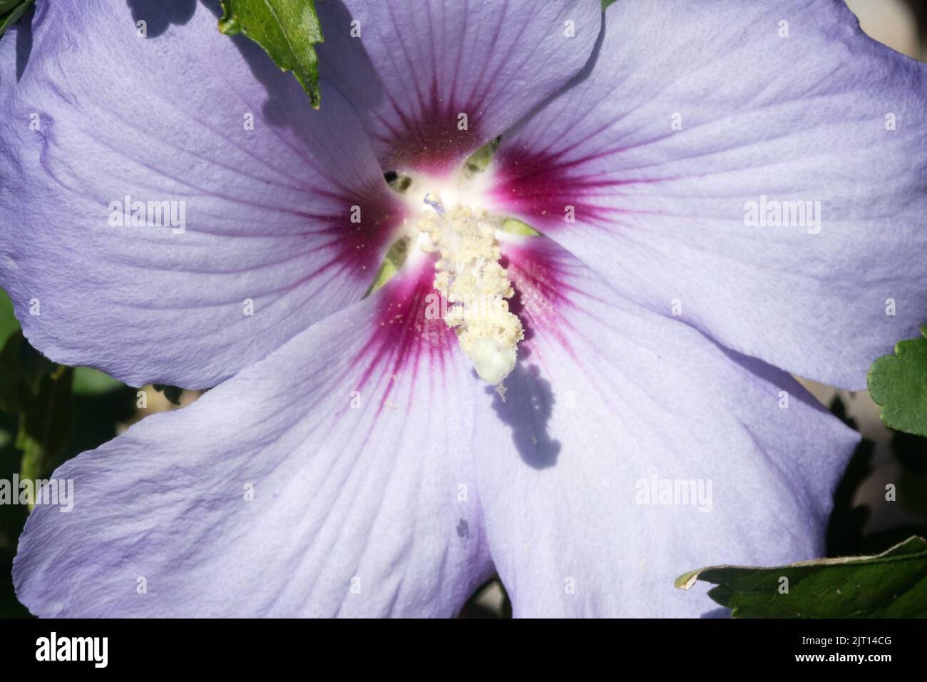 Hibiscus 'oiseau bleu', Roses de fleurs de Sharon Hibiscus syriacus Banque D'Images