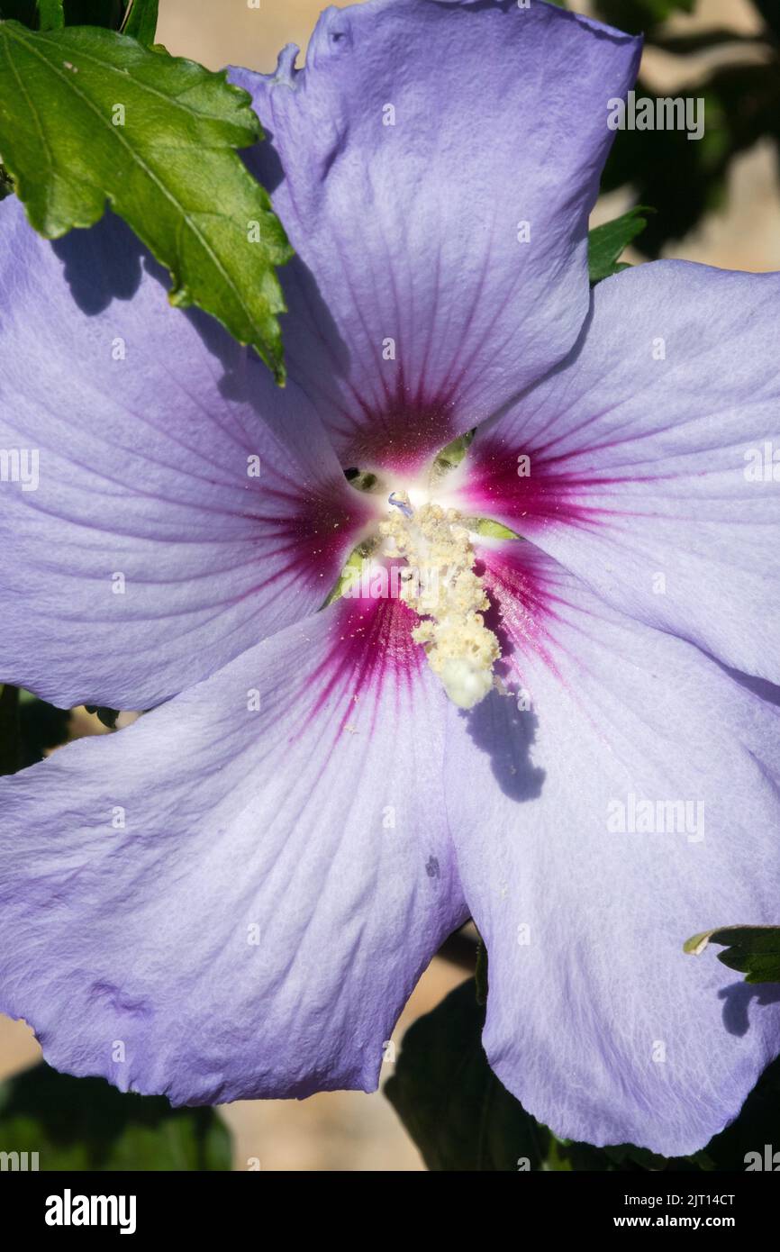 Violet Hibiscus syriacus 'Blue Bird' fleurs roses de Sharon Banque D'Images