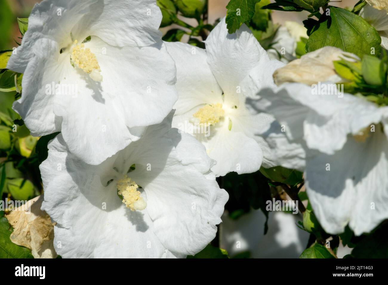 Fleurs de Hibiscus syriacus blanc Shrubby, Hibiscus William R Smith, Flower, Hardy Hibiscus en pleine floraison Banque D'Images