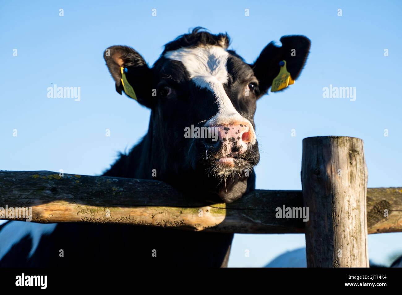 Beau gros plan sur une jeune vache noire et blanche sur une ferme regardant dans un appareil photo derrière la clôture pâturage d'été. Banque D'Images