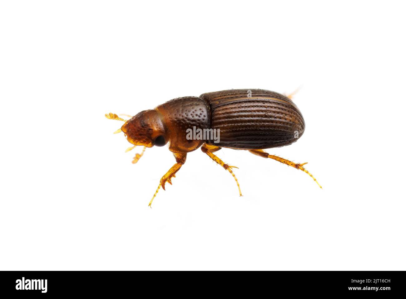 Aphodiine Dung Beetle (Platytomus longulus) isolé sur fond blanc. Banque D'Images