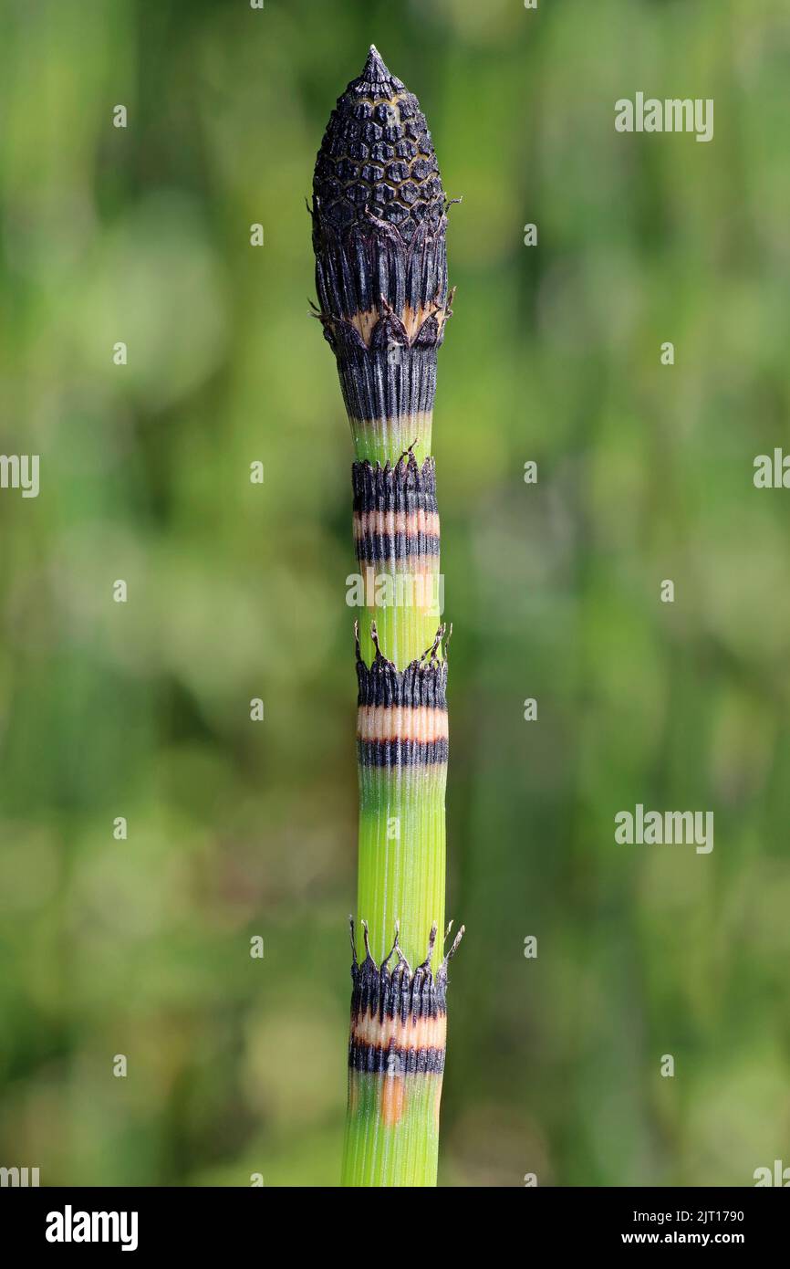 Horsetail brut Equisetum hyemale Banque D'Images