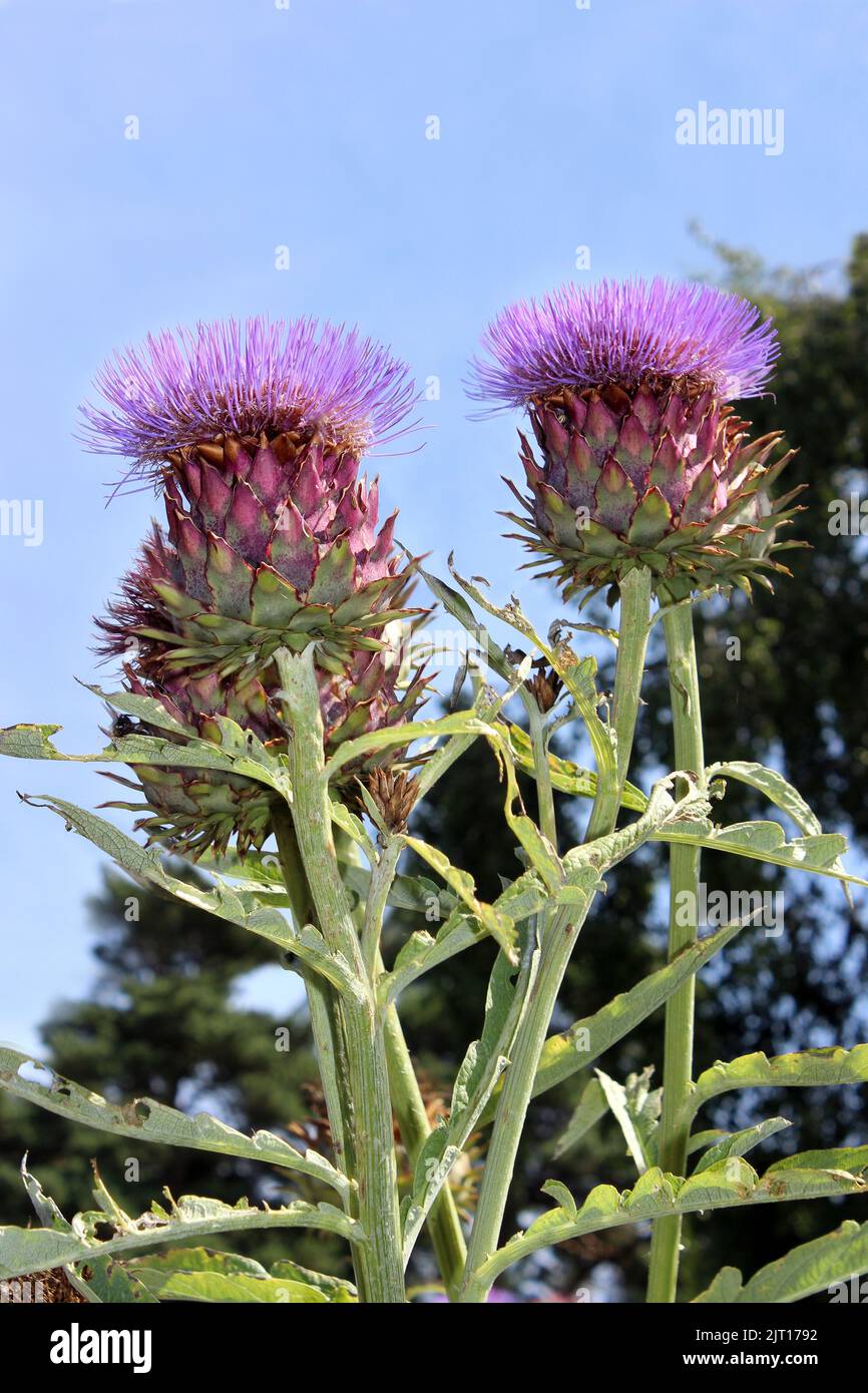 Globe floral Artichokes Banque D'Images