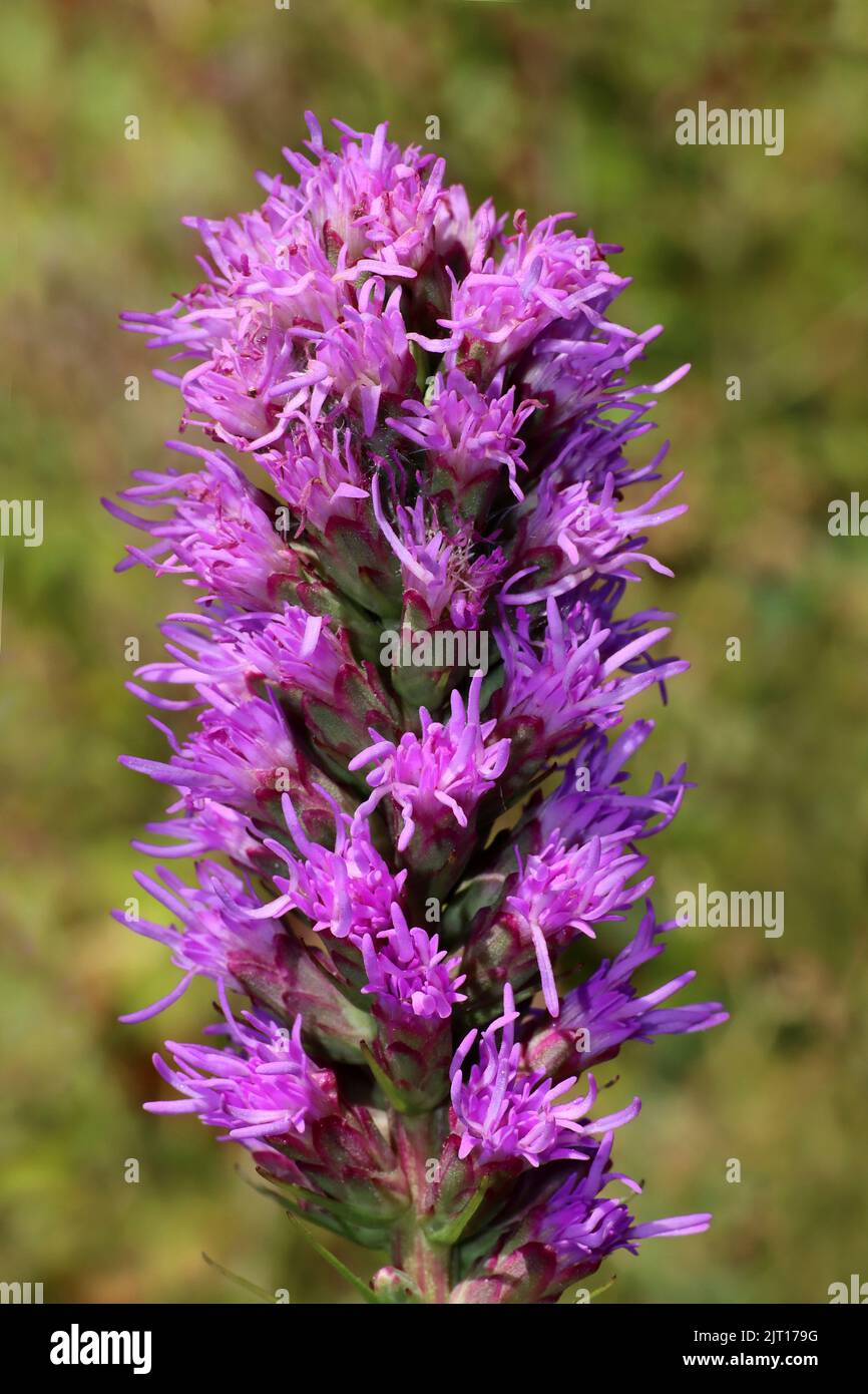 Blazing Star Liatris spicata Banque D'Images