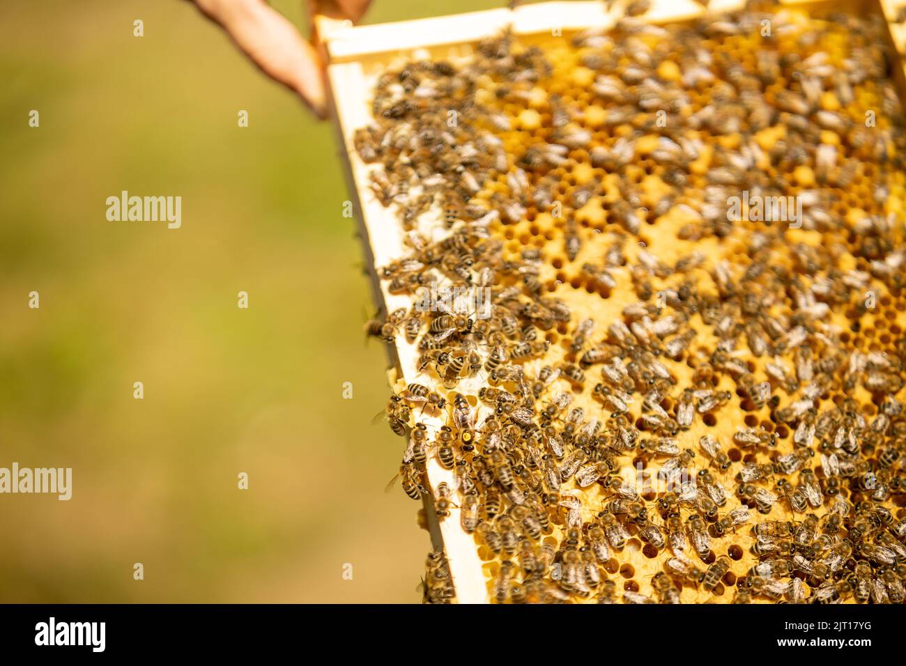 Un gros plan d'un cadre de ruche recouvert de peigne et d'abeilles. Banque D'Images