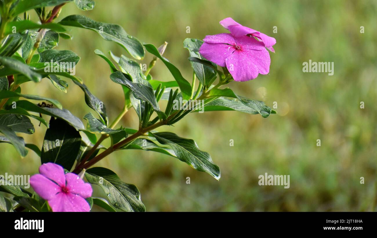 fleurs roses reflétant sous la lumière du soleil Banque D'Images