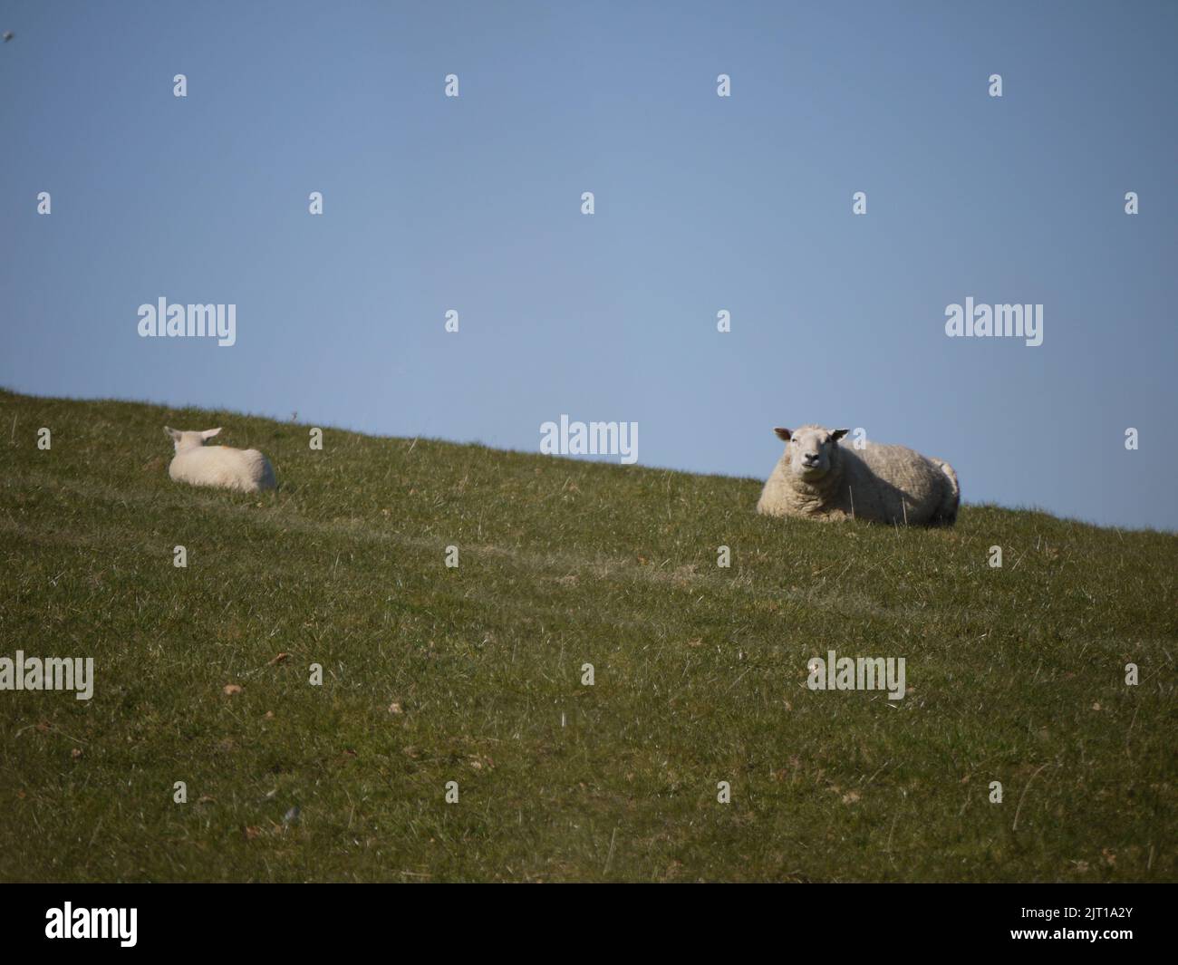 Un mouton blanc de Romney et son agneau ont mâché le cud sur un flanc de cornouailles, au Royaume-Uni, en mars 2013 Banque D'Images