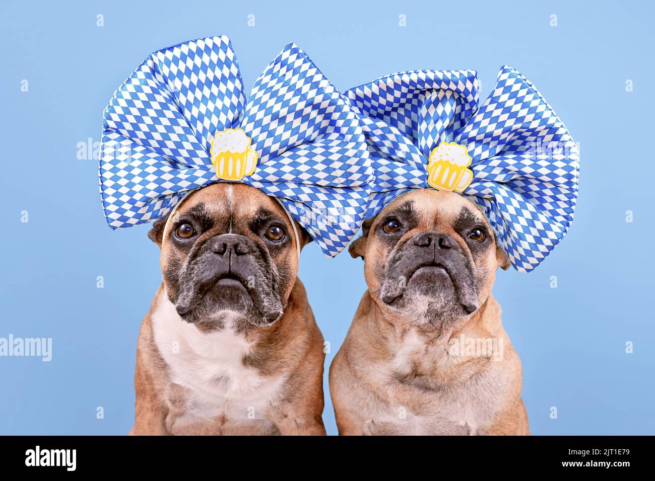 Les chiens de Bulldog français Oktoberfest portent de grands rubans bleus et blancs avec des tasses à bière sur la tête devant un fond bleu Banque D'Images