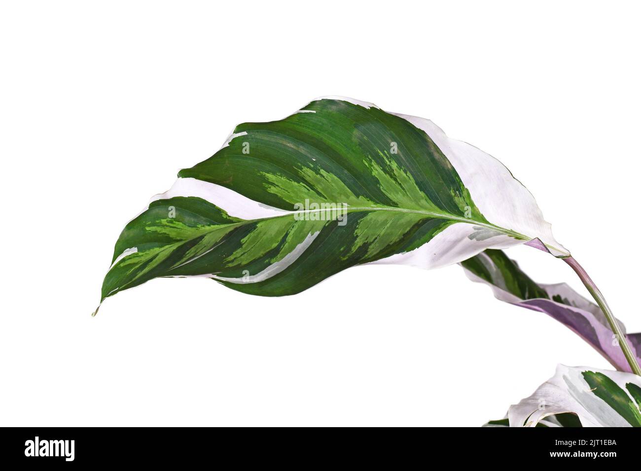 Feuille de la plante maison exotique 'Calathea White Fusion' de prière isolée sur fond blanc Banque D'Images