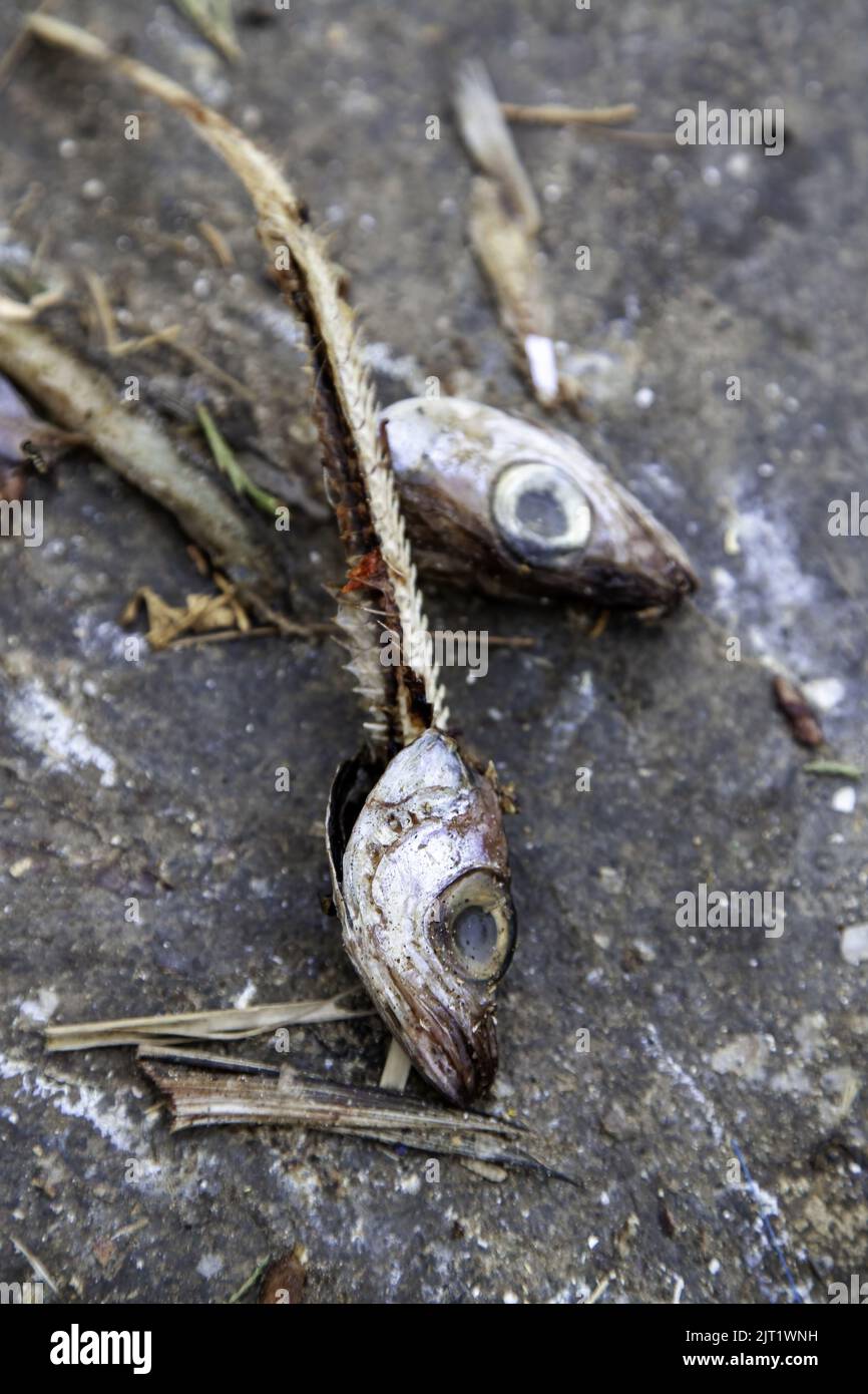 Détail des poissons morts et séchés au soleil, nourriture pour les animaux errants Banque D'Images