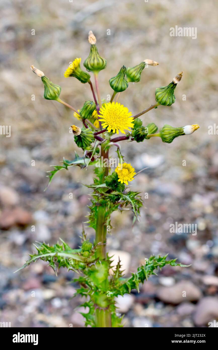 Le chardon-pickly (sonchus asper), en gros plan montrant les bourgeons, les fleurs, les têtes de graines et les feuilles de pickly de la plante commune de la terre de déchets. Banque D'Images