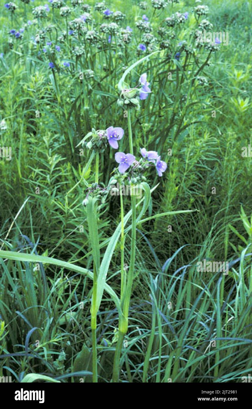 Tradescantia ohiensis. Banque D'Images