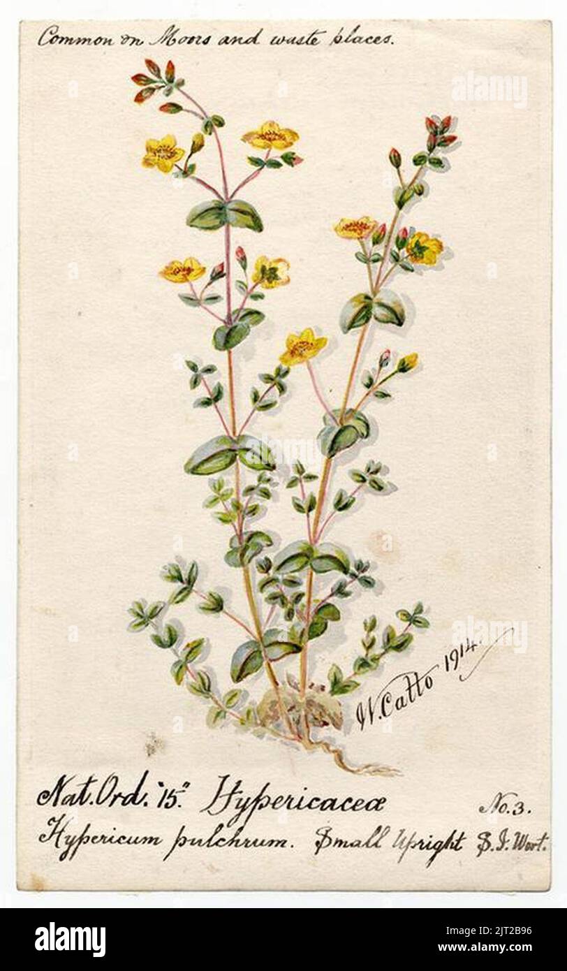 Millepertuis (Hypericum humifusum) - William Catto - ABDAG016276. Banque D'Images