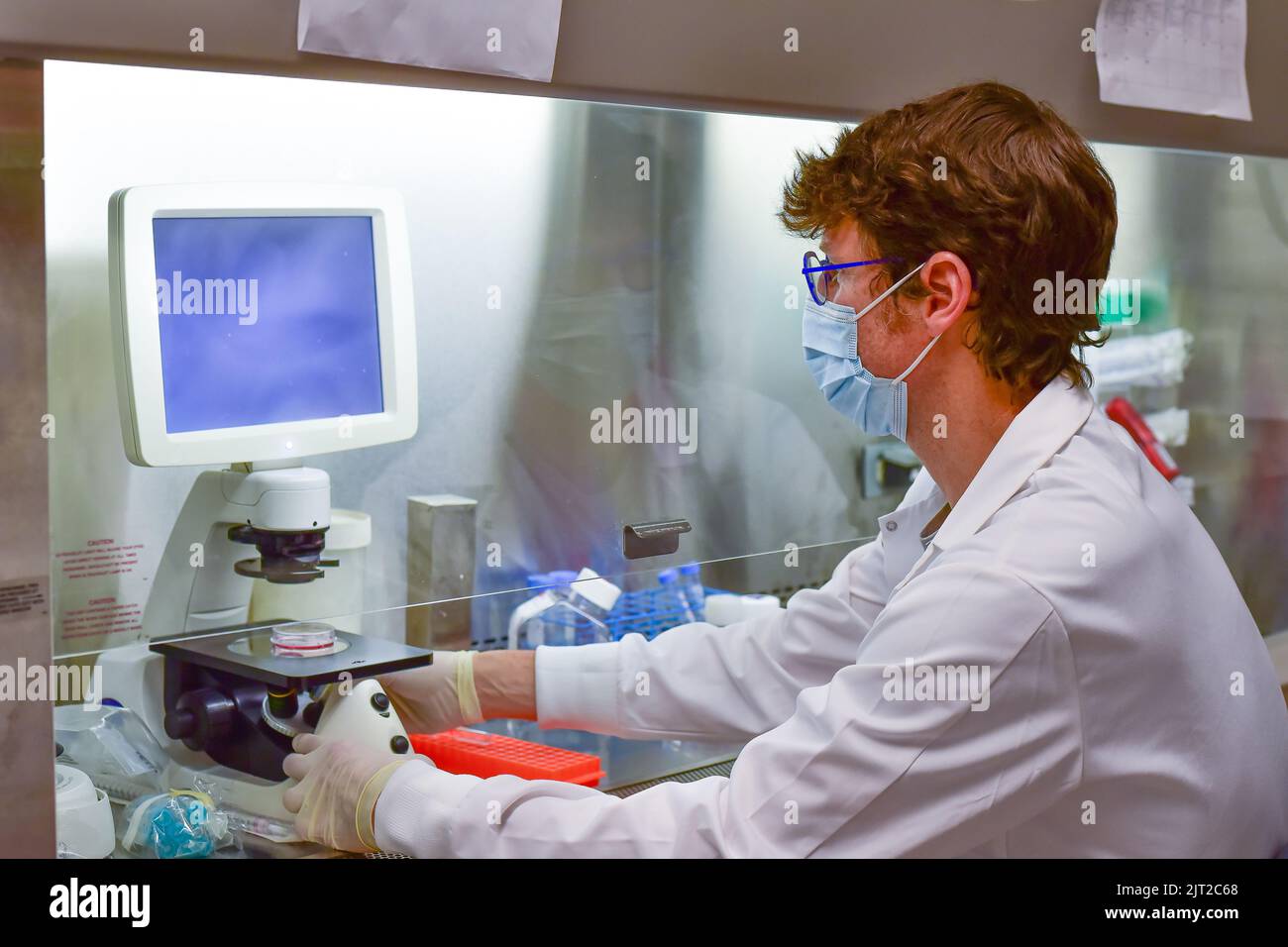 Investigateur travaillant avec des cellules souches à l'intérieur d'une armoire de biosécurité Banque D'Images