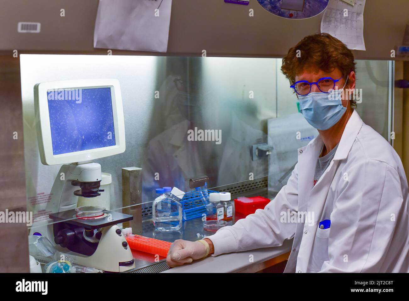 Investigateur travaillant avec des cellules souches à l'intérieur d'une armoire de biosécurité Banque D'Images