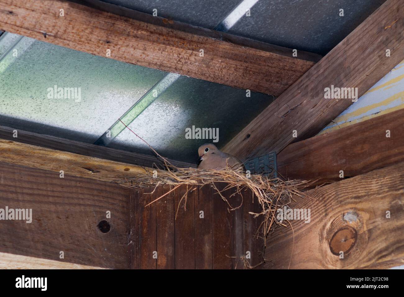 Pigeon nichant dans le coin de l'abri extérieur Banque D'Images