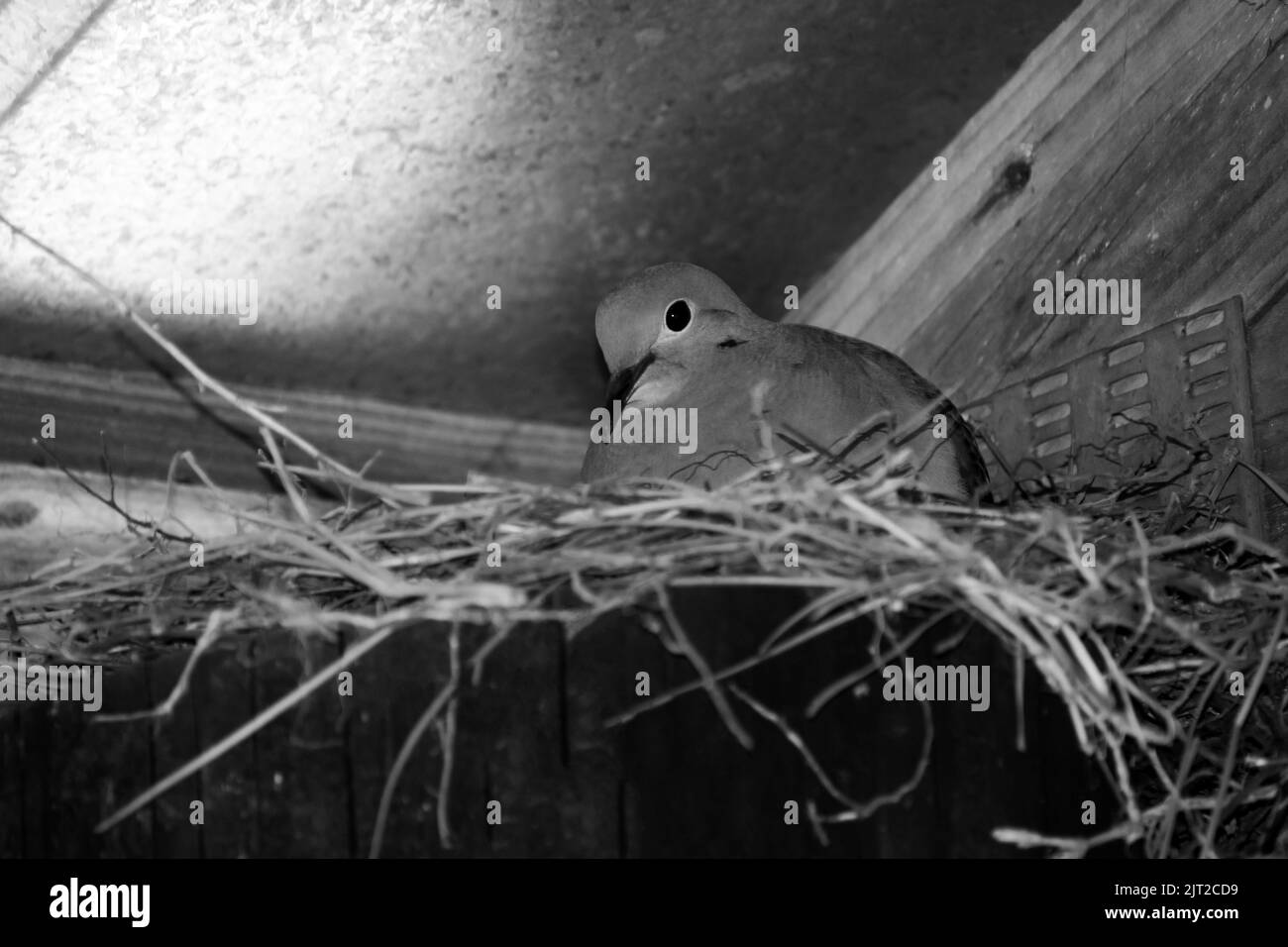 Gros plan de mère de pigeon nichant dans le coin sous abri noir et blanc Banque D'Images
