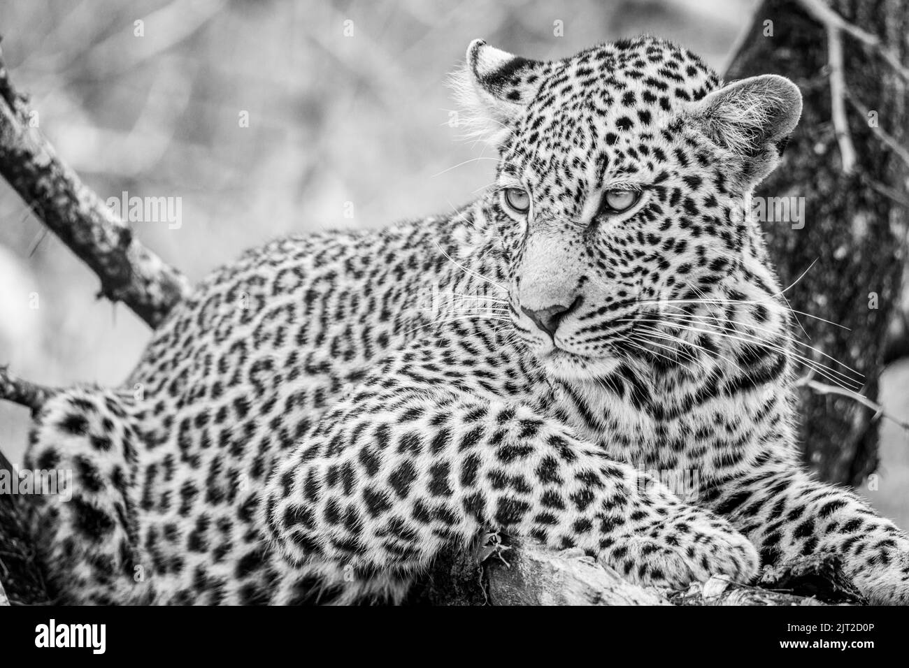 Une image monochrome en gros plan d'un léopard situé sur une branche d'arbre brisée dans le parc national Kruger en Afrique du Sud Banque D'Images