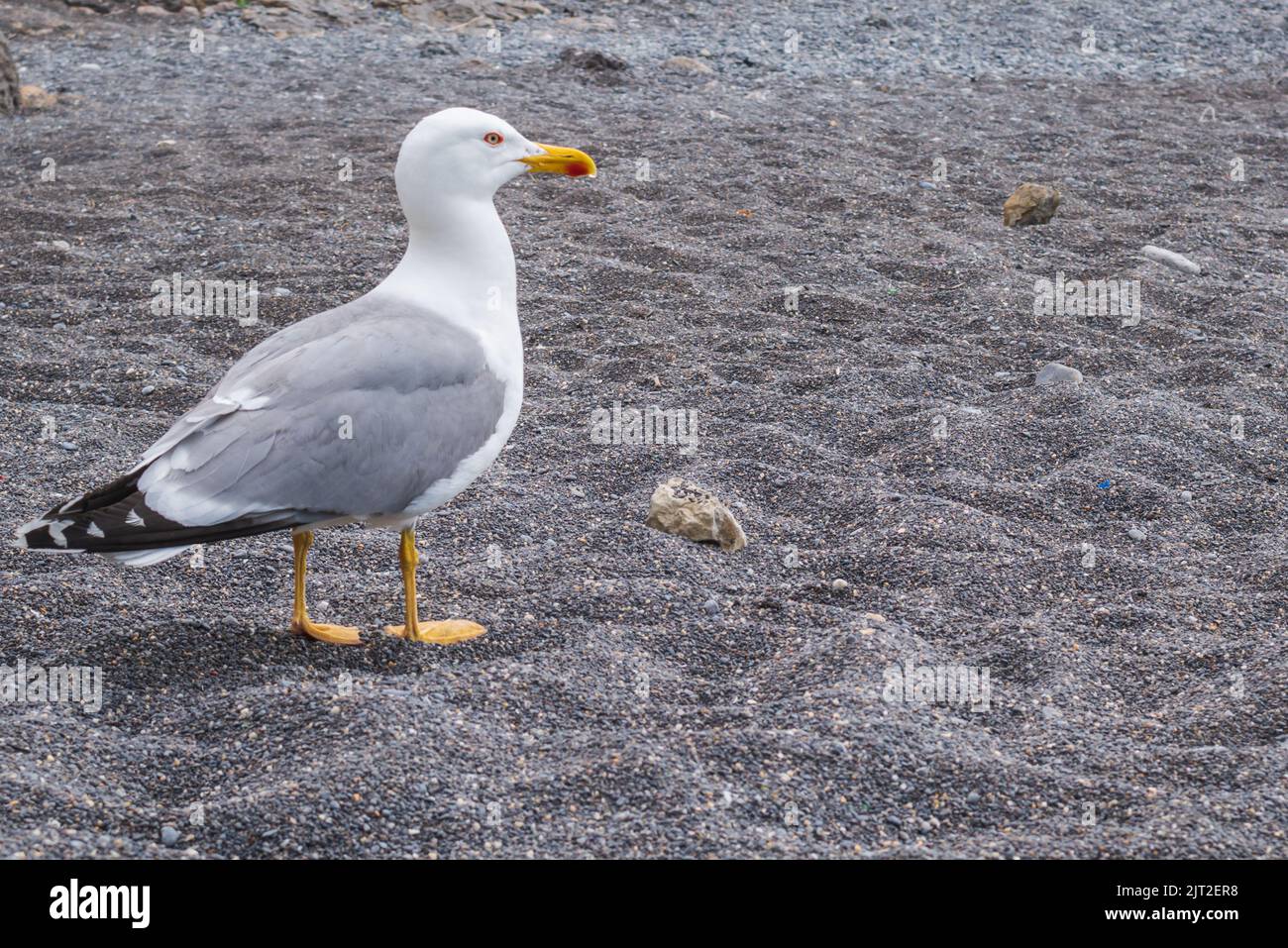 Albatros marche sur la plage, gros plan Banque D'Images