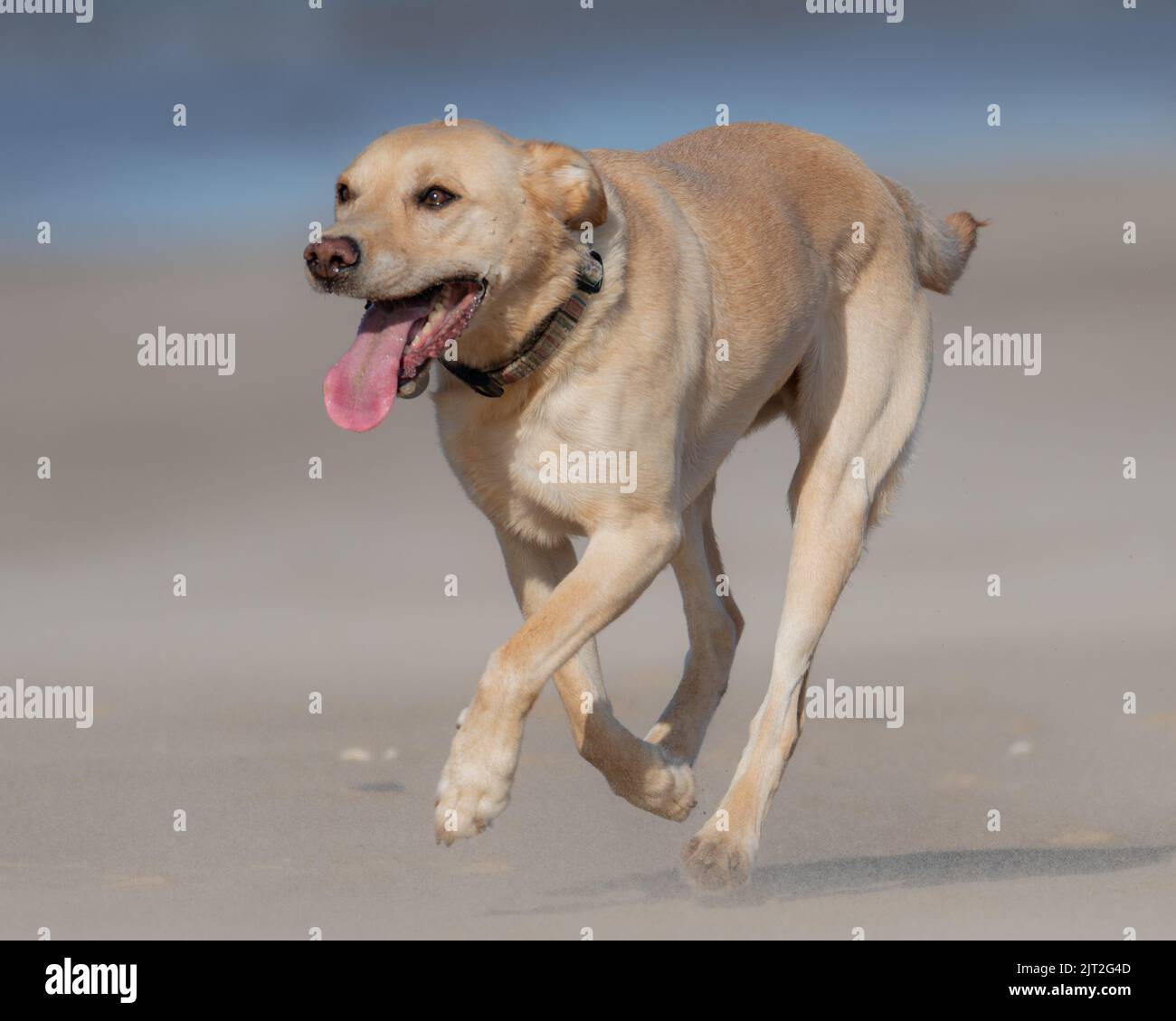 Chien de récupération sur une plage de North Norfolk, Royaume-Uni Banque D'Images