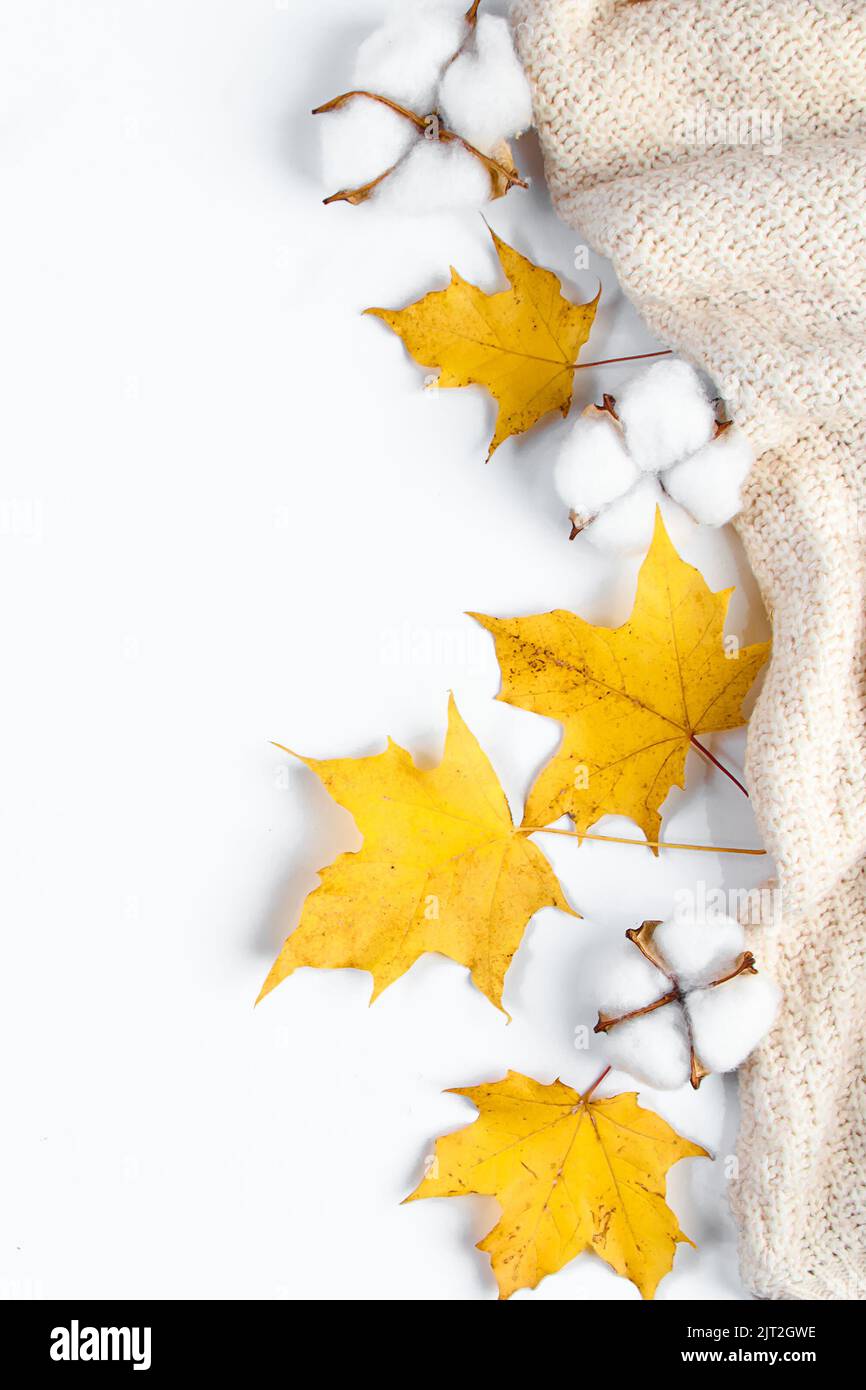 Bonjour automne. Début de la saison d'automne. Pull tricoté, feuilles mortes jaunes et fleurs de coton sur fond blanc. Copier l'espace. Banque D'Images