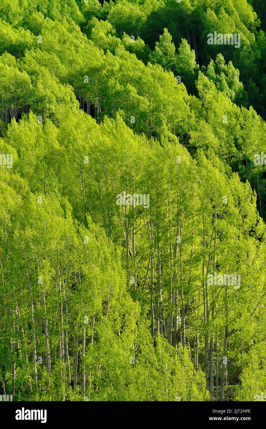 Forêt de trembles Banque D'Images