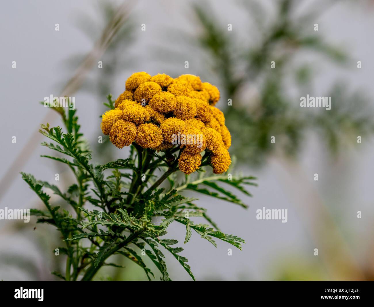 Tansy commun (Tanacetum vulgare) Banque D'Images