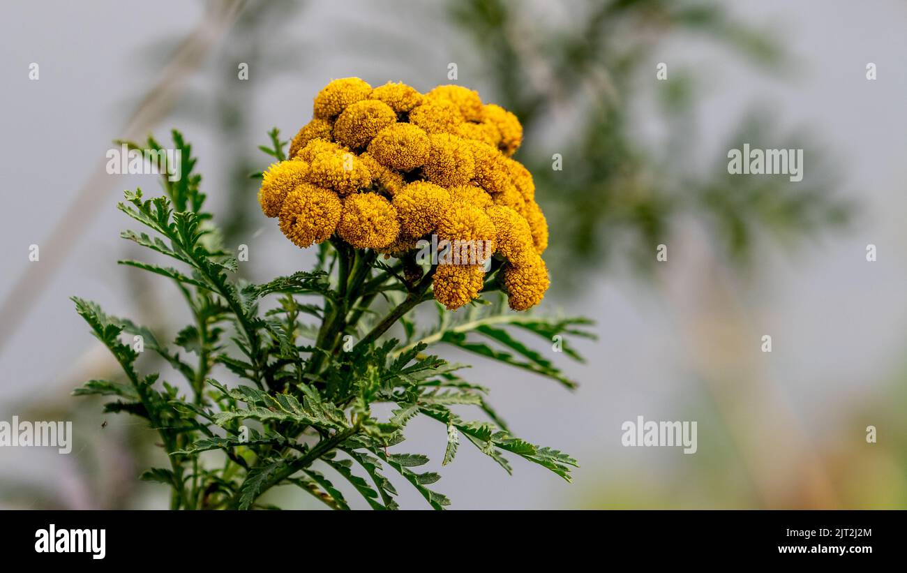 Tansy commun (Tanacetum vulgare) Banque D'Images