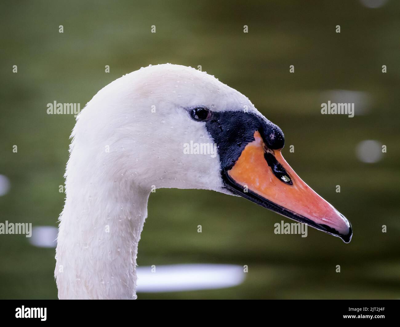 Cygne tuberculé Banque D'Images