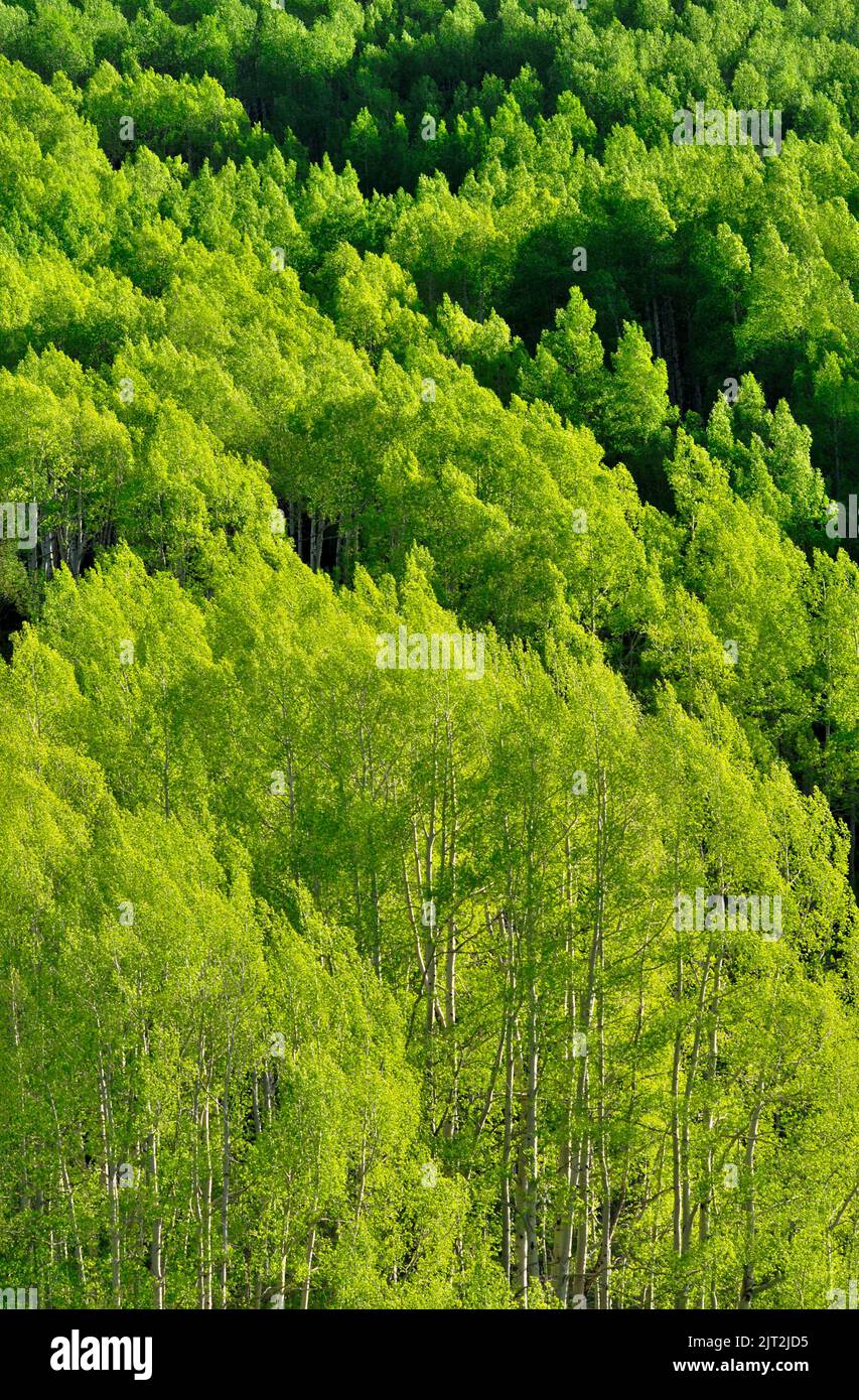 Forêt de trembles Banque D'Images
