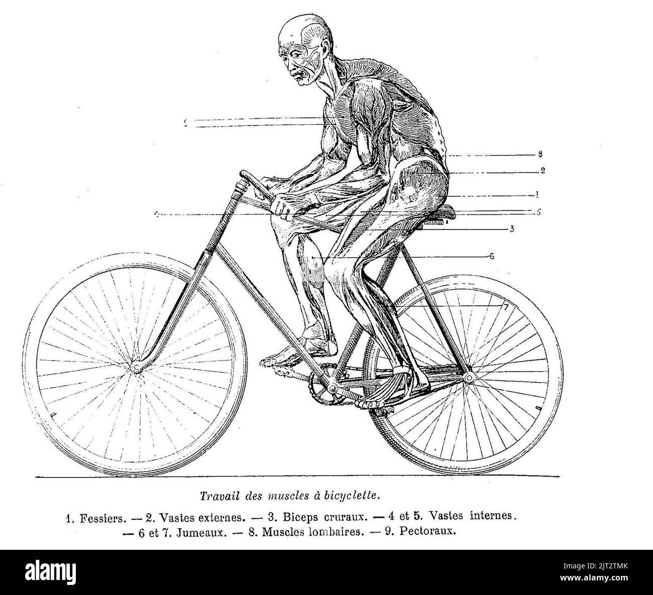 Travail des muscles à vélo. Banque D'Images