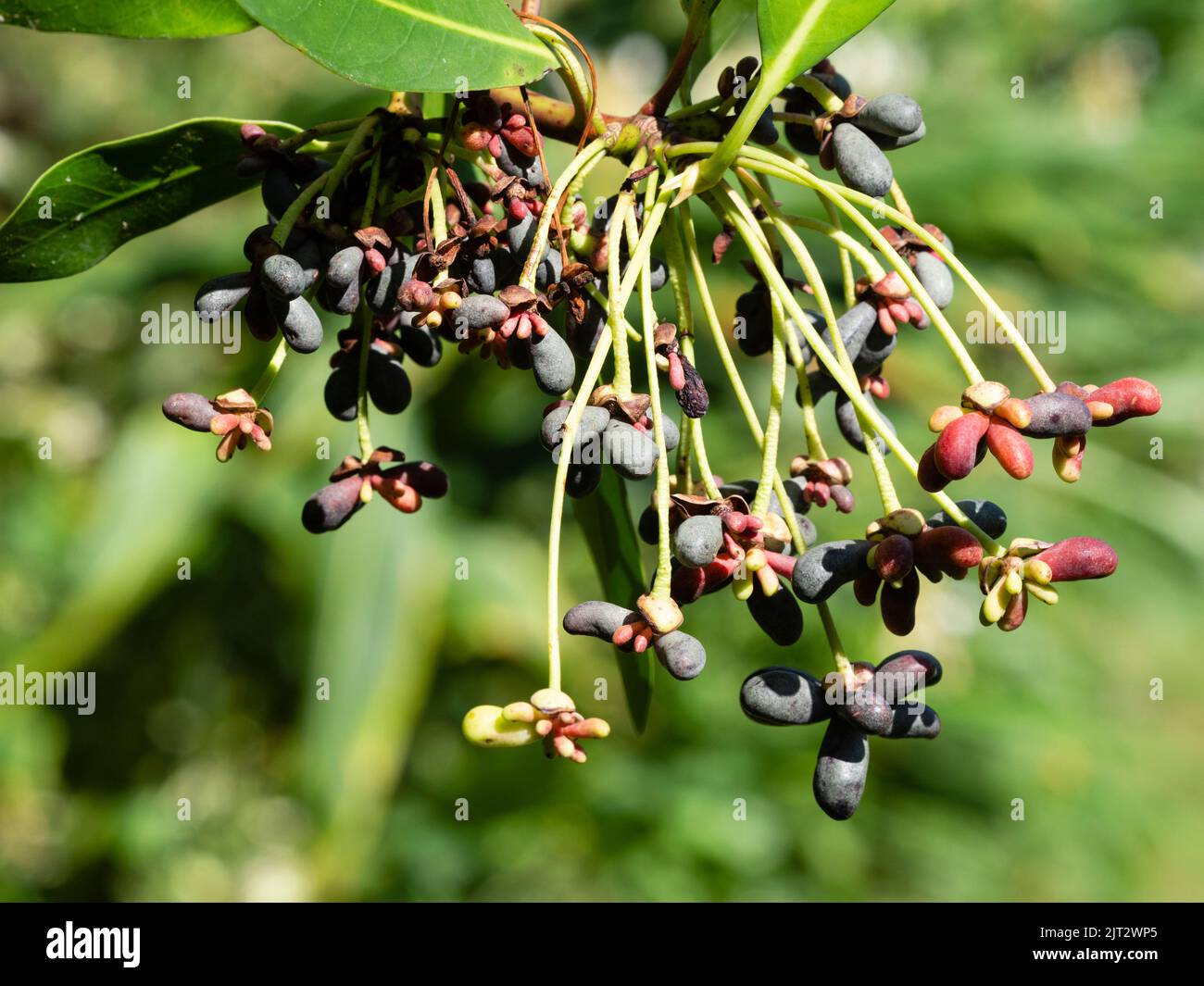 Développement des baies de la fin de l'été de l'élégant arbre semi-robuste à feuilles persistantes, Drimys whiberi Banque D'Images