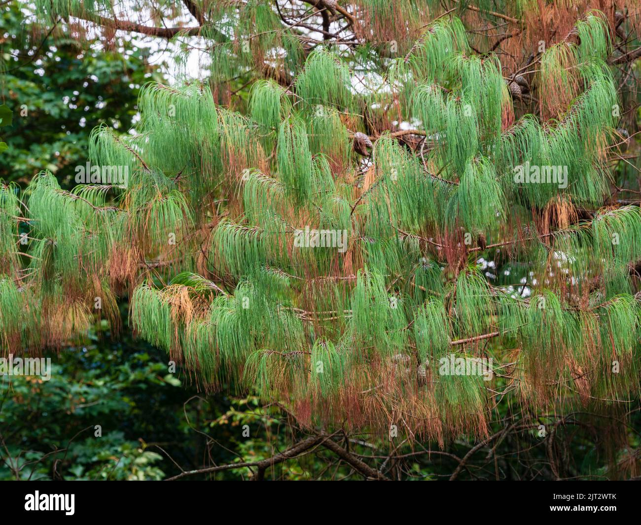 Aiguilles vertes et brunes de la conifères à feuilles persistantes, Pinus patula, montrant l'effet de la sécheresse de 2022 Banque D'Images