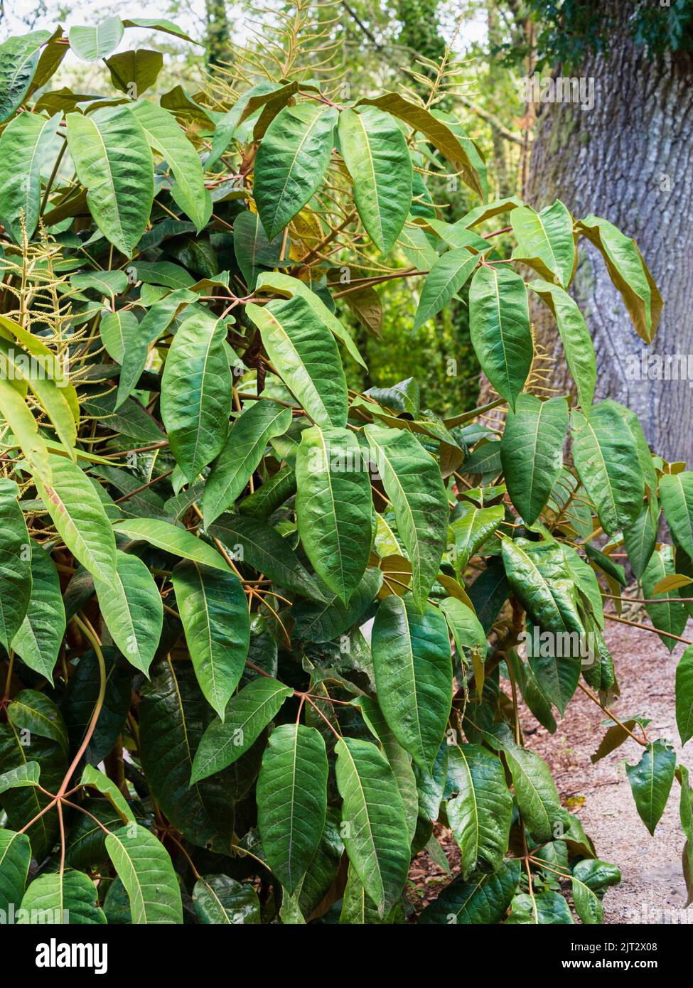 Feuilles massives avec indumentum brun et pointes de fleurs de l'arbuste à feuilles persistantes exotique, Schefflera macrophylla Banque D'Images