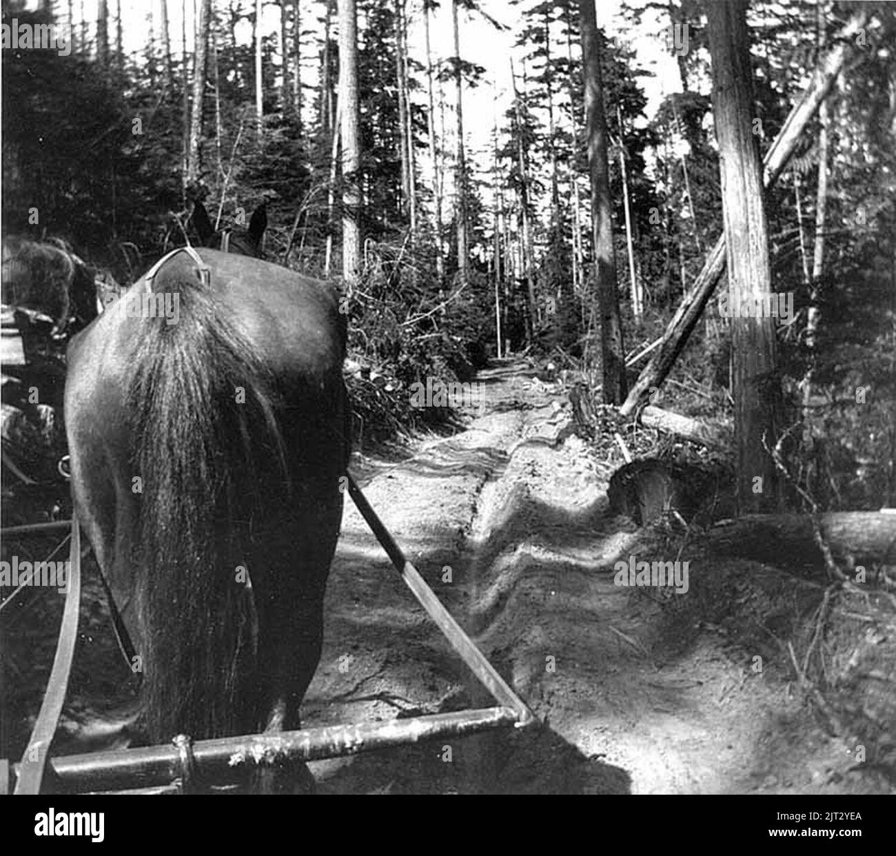 Voyage en chariot tiré par des chevaux sur la route du comté de Snohomish en direction d'Edmonds, Washington, 5 mai 1909 (KIEHL 326). Banque D'Images