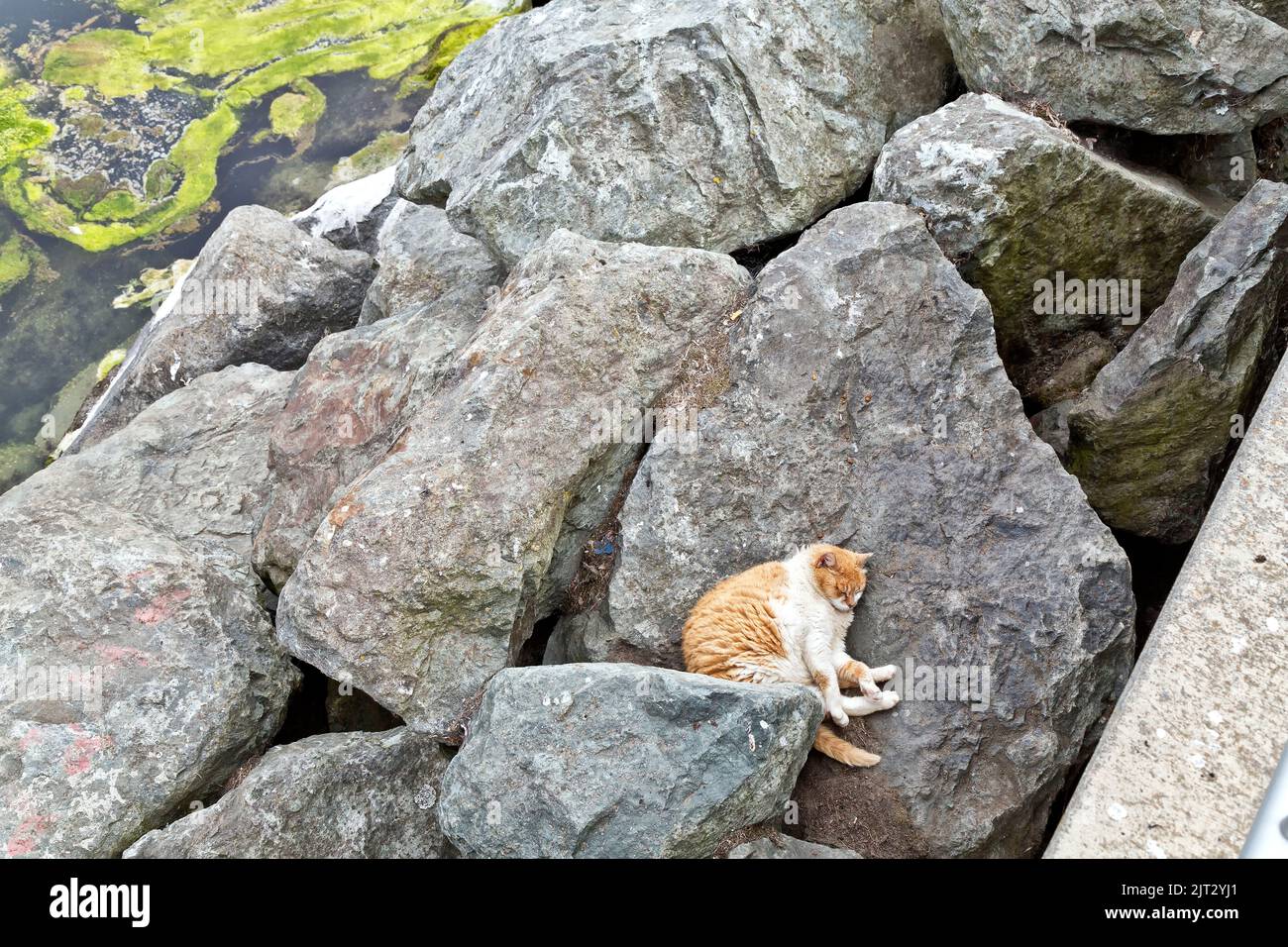 Sans-abri, abandonné, négligé chat 'Felis catus' (maison de chat), se reposant le long de roches de renforcement, bateaux de pêche docks/port. Banque D'Images