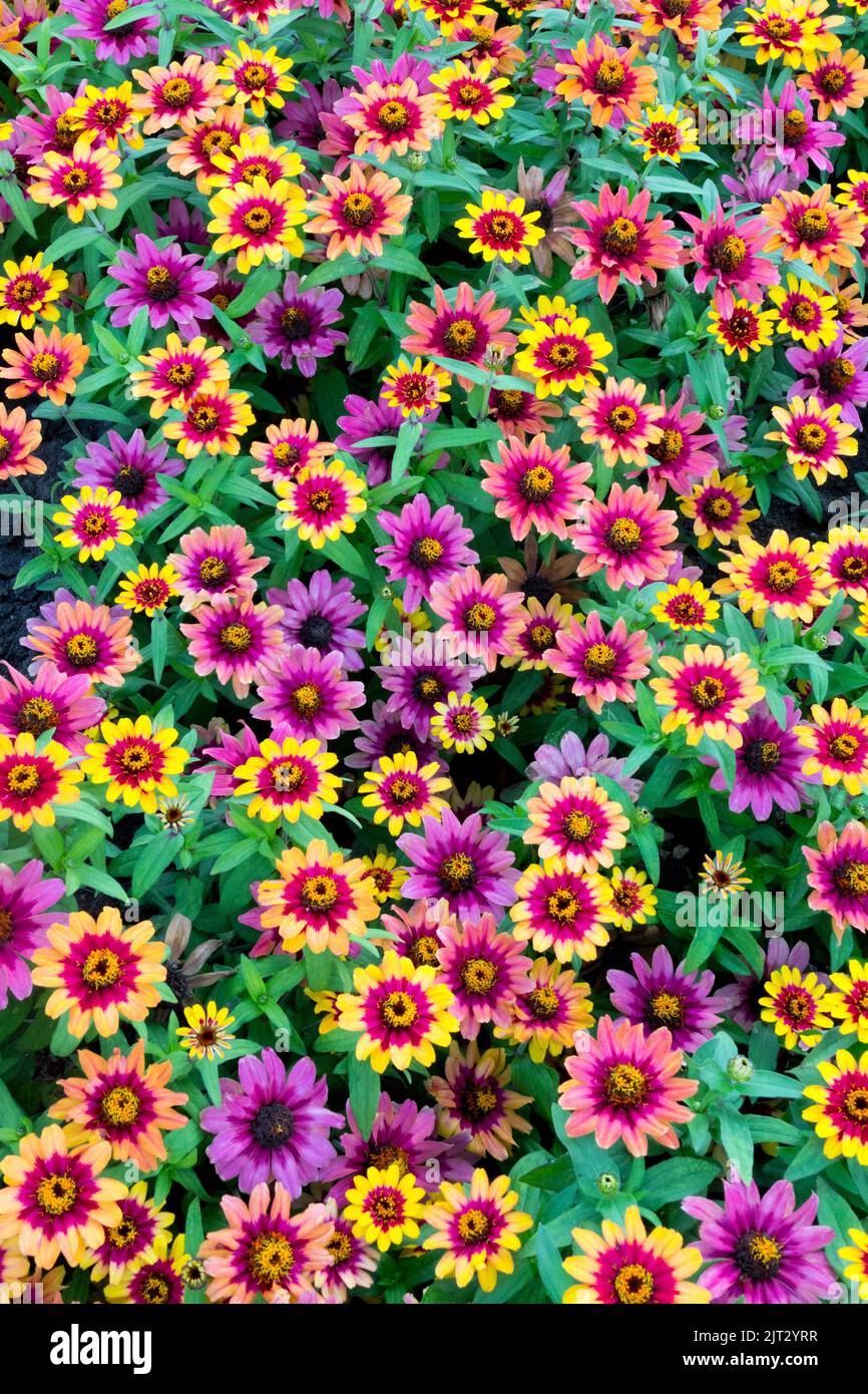 Coloré beaucoup de fleurs de Zinnia 'Profusion Rouge jaune Bicolor' annuals literie plantes Zinnias lit de fleur Banque D'Images