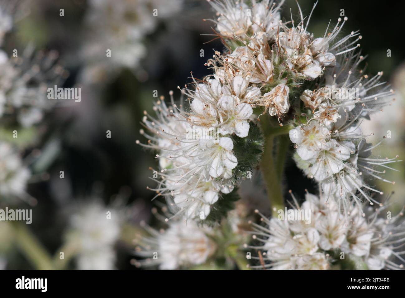 Inflorescence de la cymose panicule à scorpioïde blanche de Phacelia Imbricata, Boraginaceae, herbe vivace indigène dans le désert de Mojave occidental, Springtime. Banque D'Images