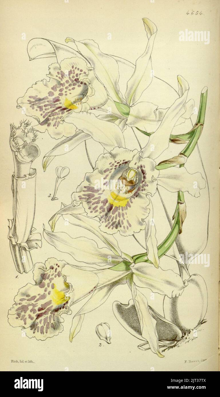 Trichopilia suavis - Curtis' 78 (Sér. 3 non 8) pl. 4645 (1852). Banque D'Images