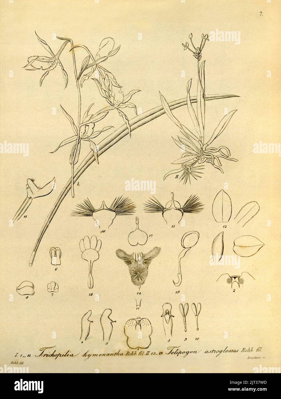 Trichopilia subulata (comme Trichopilia hymenantha) et Telipogon astroglossus - Xenia vol 1 pl 7 (1858). Banque D'Images
