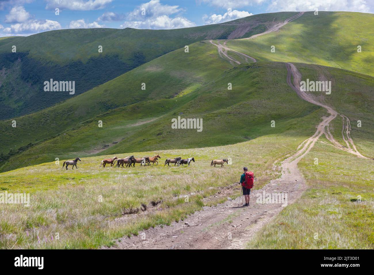 Un touriste regarde les chevaux sauvages sur le fond des routes de montagne, les Carpates Banque D'Images